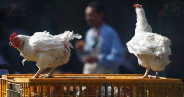 بورصة الدواجن اليوم.. أسعار الفراخ البيضاء ترتفع للمستهلكين بورصة الدواجن اليوم.. أسعار الفراخ البيضاء ترتفع للمستهلكين