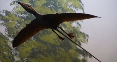 ريش التيروصورات.. هياكل تشبه شراع السفينة تدعم الطيران بفعالية ريش التيروصورات.. هياكل تشبه شراع السفينة تدعم الطيران بفعالية