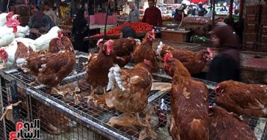 سعر الفراخ البيضاء اليوم السبت 4 يناير 2024 سعر الفراخ البيضاء اليوم السبت 4 يناير 2024