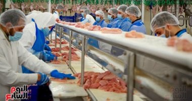 شعبة الدواجن تكشف تطورات سعر الفراخ البيضاء فى الأسواق شعبة الدواجن تكشف تطورات سعر الفراخ البيضاء فى الأسواق