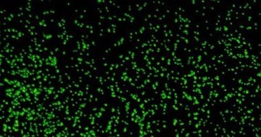 دراسة تكشف تطور الميكروبات فى بحيرة ميندوتا الأمريكية