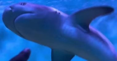 أسماك قرش الشعاب المرجانية في بولينيزيا الفرنسية تعانى من عواقب صحية