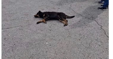 تسمم 12 كلبا يثير الجدل فى لبنان.. اعرف حقيقة "مجزرة الكلاب" فى مرفأ بيروت؟