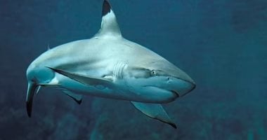 خريطة أبرز مناطق هجمات أسماك القرش غير المبررة فى العالم 2024 خريطة أبرز مناطق هجمات أسماك القرش غير المبررة فى العالم 2024