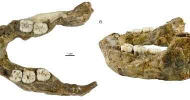 فك عمره 1.4 مليون عام يكشف عن نوع جديد من جنس بارانثروبوس بجنوب أفريقيا