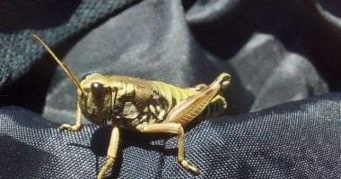 أسراب الجراد تجتاح الجنوب الليبى وتهدد الأمن الغذائى أسراب الجراد تجتاح الجنوب الليبى وتهدد الأمن الغذائى