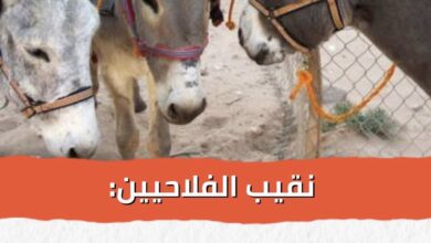 “الحمار بين الفلاح والمطبخ الصيني: قصة انحدار لا ينهق بها أحد!