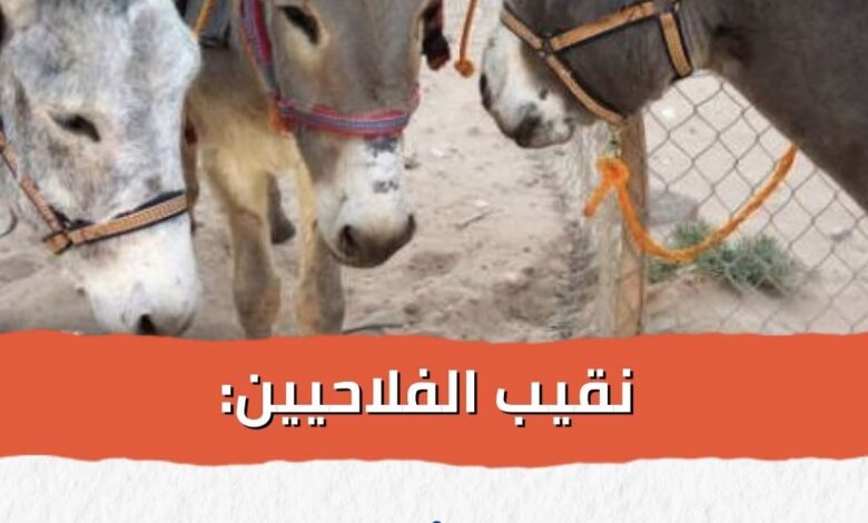 “الحمار بين الفلاح والمطبخ الصيني: قصة انحدار لا ينهق بها أحد!