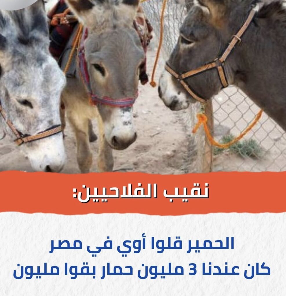 “الحمار بين الفلاح والمطبخ الصيني: قصة انحدار لا ينهق بها أحد! “الحمار بين الفلاح والمطبخ الصيني: قصة انحدار لا ينهق بها أحد!