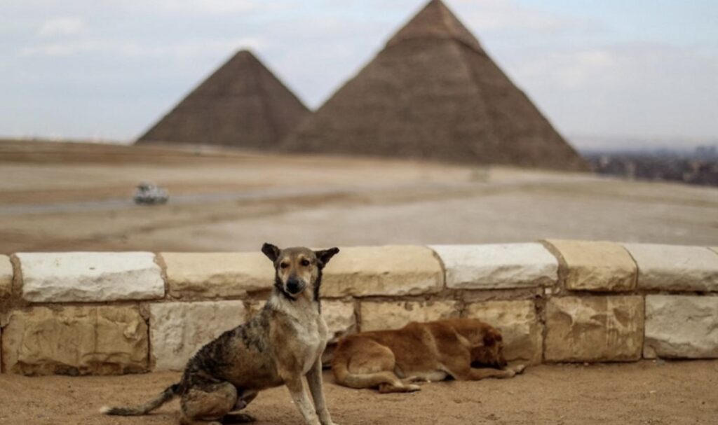 “30 مليون كلب ضال في مصر: أزمة صحية وبيئية تهدد الأمن العام “30 مليون كلب ضال في مصر: أزمة صحية وبيئية تهدد الأمن العام