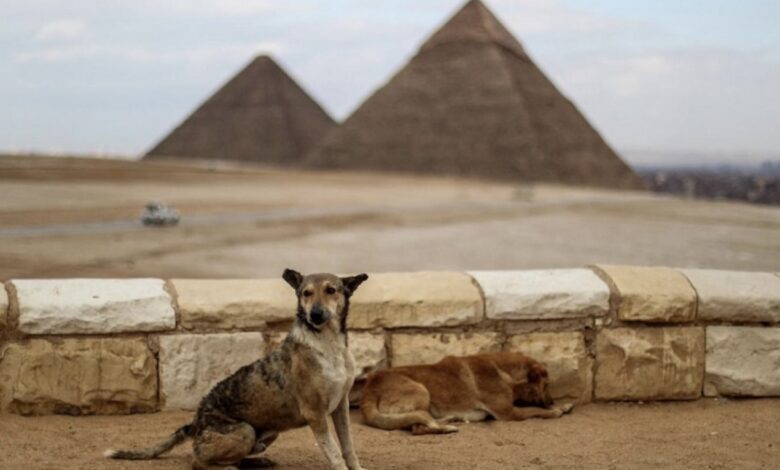 “30 مليون كلب ضال في مصر: أزمة صحية وبيئية تهدد الأمن العام