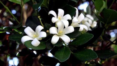 خالد الشربيني يكتب : زهرة الليل.. كيف تزرع قرية مصرية عطر شانيل وتوم فورد؟