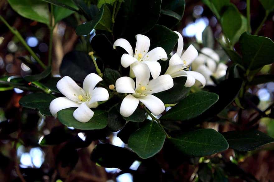 خالد الشربيني يكتب : زهرة الليل.. كيف تزرع قرية مصرية عطر شانيل وتوم فورد؟