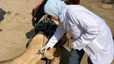 محافظة الجيزة تطلق قوافل بيطرية مجانية لرعاية الخيول والجمال بالمنطقة الأثرية بالأهرامات