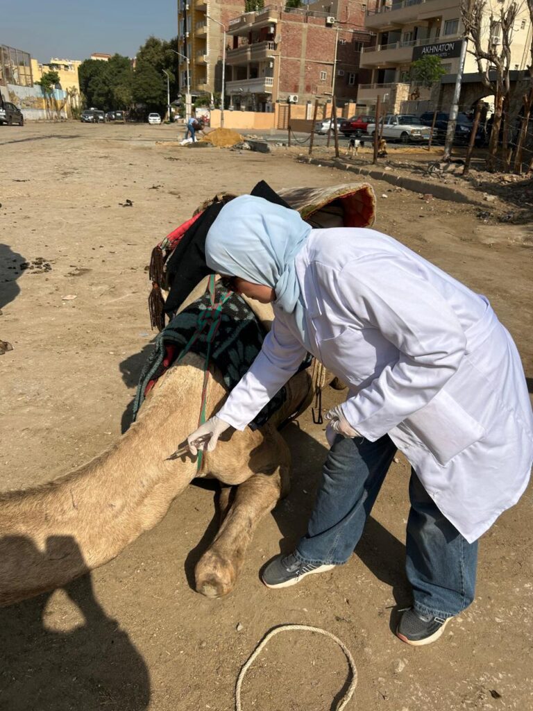 محافظة الجيزة تطلق قوافل بيطرية مجانية لرعاية الخيول والجمال بالمنطقة الأثرية بالأهرامات محافظة الجيزة تطلق قوافل بيطرية مجانية لرعاية الخيول والجمال بالمنطقة الأثرية بالأهرامات