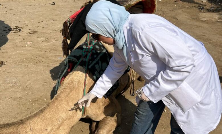 محافظة الجيزة تطلق قوافل بيطرية مجانية لرعاية الخيول والجمال بالمنطقة الأثرية بالأهرامات