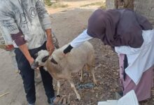 خلال 3 أسابيع.. محافظ الجيزة: تحصين 90 ألف رأس ماشية ضد الحمى القلاعية