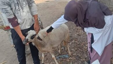 خلال 3 أسابيع.. محافظ الجيزة: تحصين 90 ألف رأس ماشية ضد الحمى القلاعية