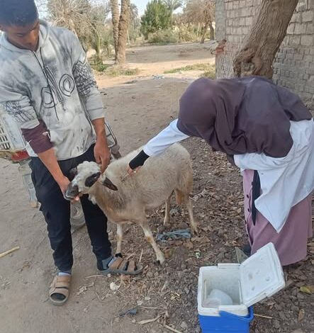 خلال 3 أسابيع.. محافظ الجيزة: تحصين 90 ألف رأس ماشية ضد الحمى القلاعية