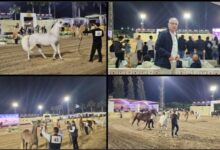 سفير تركيا: سعدت بمشاهدة جميع الخيول التي شاركت وتنافست في مهرجان الخيل المصري.